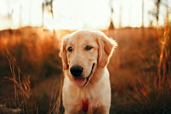 Golden retriever, felt, solnedgang, Seren eng, vennlig natur, sjarmerende hund, utendørs kjæledyr, Golden Retriever -portrett, naturfotografering, hund i feltet