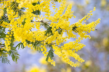 シルバーワトル、 花の背景、 アカシア・ディールバタ、 フラワーズ、 ワトル、 咲く、 花、 春、 開花、 フローラ、 工場