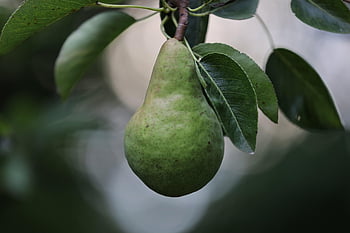 pear, fruit, food, tree, williams Pear, summer, ripening, nature, william Pear, riprning