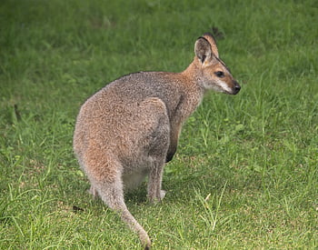 wallaby, rednecked Wallaby, animal, australia, queensland, marsupial, nature, wild, kangaroo