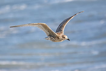 Möwe, Seevogel, Vogel, Wasservogel, Tier, fliegend, Tierwelt, Wellenbrecher, Vogelkunde, Vögel beobachten, Natur