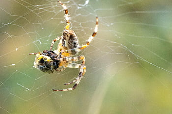 spider, arachnid, spider Web, eating, predator, cobweb, web, orb, weaver, insect, bug