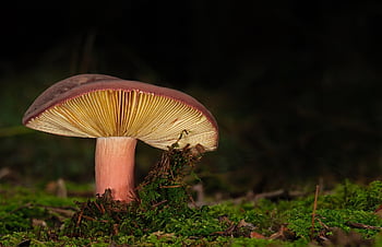houba, agaric, disk houba, houbové lamely, divoká houba, lesní houby, podzim, mech, lesní podlaha