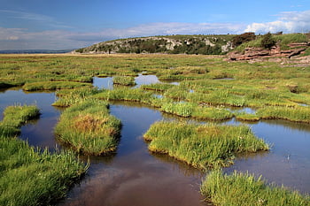 marais salant, humide, zone humide, côtier, marée, paysage, le marais, Naturel, environnement, rive, scénique