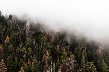 green pine trees, fog, dense forest, mist, serene view, nature landscape, mountain scenery, evergreen trees, atmospheric scene, natural beauty, forest mist