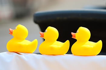 duck Meet, ducks, rubber Ducks, plastic Ducks, duck Race, competition, toy, yellow Duck, run, bath Duck, family Reunions