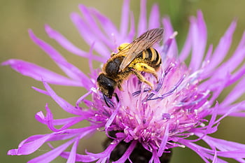včela, včelí med, květinové tapety, apis mellifera, pyl, nektar, Příroda, květ, chrpa, květinové pozadí, krásné květiny