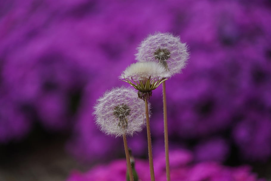 Fiore di campo, dente di leone, natura, pianta, Repubblica di Corea, Hall di dente di leone, spora, luce, fiore selvaggio