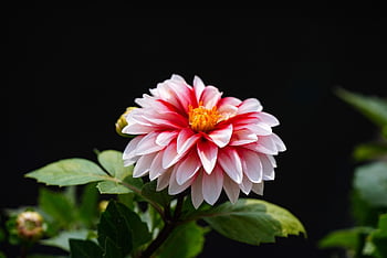 flower, pink Flower, flower Wallpaper, wildflower, beautiful Flowers, republic Of Korea, plant, macro, garden, flower Background, nature