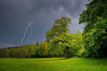 thunderstorm, lightning, trees, grass, field, meadow, grasslands, forest, woods, clouds, storm