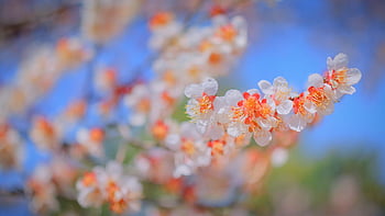 kirsebærblomst, cherryblossom, sakura, vår, rosa, blomst, natur, vakre blomster, anlegg, korea, blomst tapet