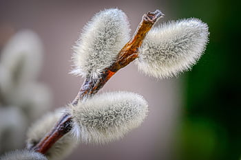 willow catkin, větev, v neděli, jaro, pasoucí se skleník, zblízka, Příroda, kotě, kožešinový, jarní probuzení, květ kotě