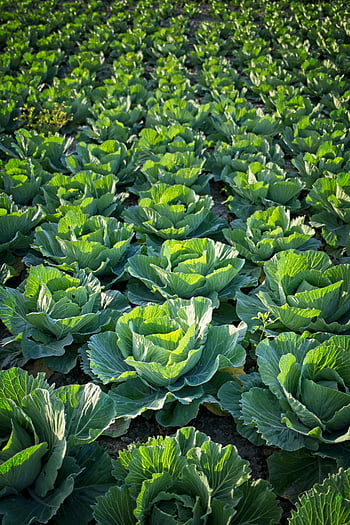 fresh cabbage, vibrant green, cabbage rows, organic agricultural field, flourishing cabbage, green cabbage, field cabbage, organic farming, agricultural produce, fresh produce, green vegetables