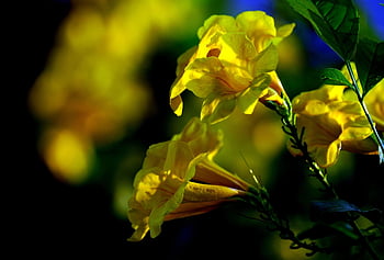 ดอกสีเหลือง, พี่เหลือง, ระฆังสีเหลือง, ทรัมเป็ตสีเหลือง, พฤกษา, tecoma stans, จิงเจอร์-โทมัส, tecoma stan, ดอกไม้