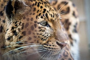 Donaties houden me op de been, roofdier, kat, luipaard, vleeseters, de wereld van dieren, Afrika, dierentuin, wild, huisdier, zoogdier