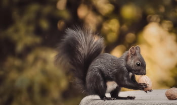 squirrel, rodent, cute, animal, nature, wildlife, foraging, possierlich, oak Kitten, attentive, creature
