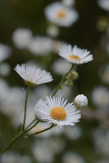 flowers, bloom, flower Wallpaper, nature, beautiful Flowers, flower Background, blossom, petals, white, park, garden
