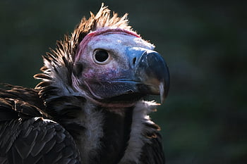 avvoltoio, uccello, Avvoltoio dalle orecchie, ornitologia, specie, fauna, natura, animale, rapaci, uccelli rapaci