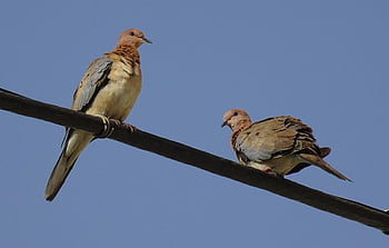 dove, bird, laughing Dove, little Brown Dove, pair, spilopelia Senegalensis, avian, aves, nature, fauna, avifauna