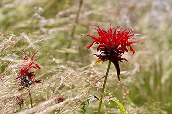 indian Nettle, scarlet Monard, balm, scarlet Indian Nettle, red Flowers, monarda Didyma, grasses