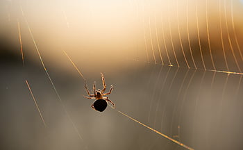 العنكبوت،  الشبكه العنكبوتيه،  الويب،  مفصليات الأرجل،  بيت العنكبوت،  حشرة،  رهاب العناكب