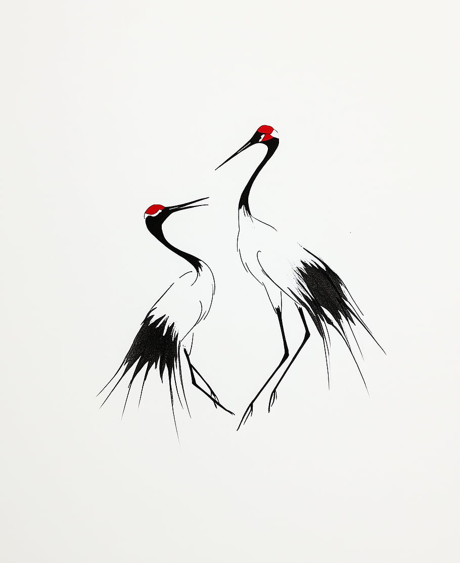 dance class, cranes, birds, black and white, art, illustration, wildlife, nature, elegance, movement, red crown