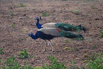 påfugler, fugler, dyr, peafowls, Indiske påfugler, mann, par, dyreliv, fjærdrakt, fjær, natur