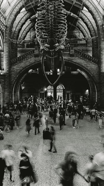 muzeum přírodní historie, Londýn, fosilní, Displej skeletu, vnitřní pohled, rušných návštěvníků, Velká kostra, interiér muzea, londýnské muzeum, Historická výstava, kostra dinosaura