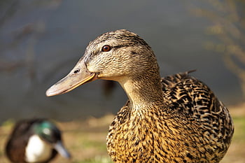 eend, vrouw, vogel, bek, hoofd, eend hoofd, veren, gevederte, waterwild, watervogel, dier