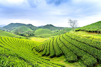 tea fields, lush hills, cloudy sky, expansive view, vibrant green, plantation, hillside agriculture, tea plantation, natural landscape, rural scenery, green tea fields
