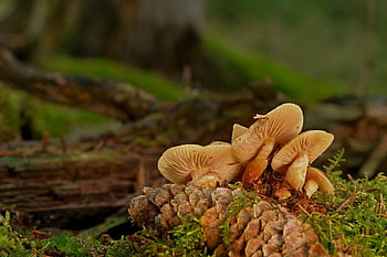 funghi, micologia, fungo velenoso, fungo del disco, rubinetto, sottobosco, muschio, foresta, natura, crescita