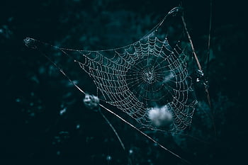 po dešti, Pozadí, tapeta na zeď, Černá, detailní, hd tapetu, pavučina, temný, plné hd tapetu, tmavé pozadí, tmavé fotografie