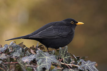 pták, Příroda, obyčejný kos, ornitologie, druh, fauna, ptačí, zvíře, volně žijících živočichů, zobák