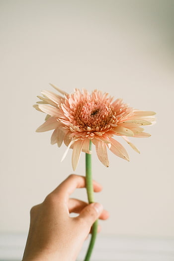 flower in woman hand, delicate pink gerbera, soft white background, hand holding flower, pink flower, gerbera flower, soft background, delicate flower, woman holding flower, pink gerbera, white background