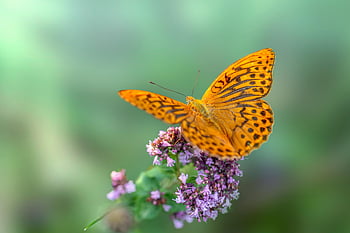 stříbřitá fritillary, květinové pozadí, motýl, krásné květiny, květiny, argynnis paphia, hmyz, květinové tapety, křídla, opylování, rostlina