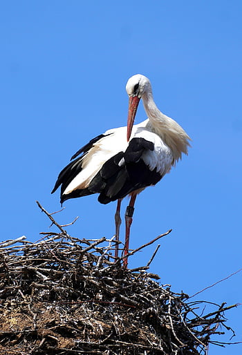 こうのとり、 鳥、 ガラガラコウノトリ、 羽毛、 コウノトリ、 ネスト、 野生動物