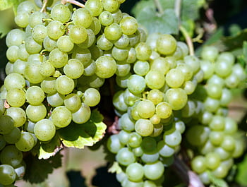 hrozny, ovoce, révy, vinná réva, zelené hrozny, rostlina, vinice, vinařství, jídlo, organický, Příroda