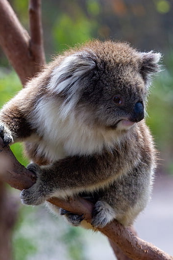 koala, marsupial, mammal, animal, tree, branch, nature, wildlife, eucalyptus, native, australia
