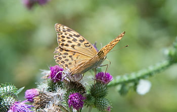 butterfly, flower, imperial Coat, insect, pollination, edelfalter, fauna, animal, nature, lepidopterology, entomology