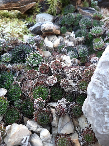 succulent, houseleek, rock Garden, garden, thick-leaf Plant, miniature Garden, bonsai, root, stone Crusher, sempervivum, dachwurz