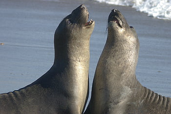 sea lions, sandy beach, ocean waves, playful interaction, marine mammals, wildlife photography, coastal scene, seal lions, beach animals, ocean shore, sea life