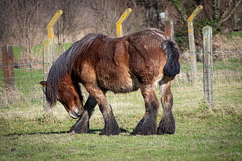 horse, brown Horse, farm Animal, draft Horse, mount, mammal, farm Horse, nature, belgian Horse, equines, horse Background