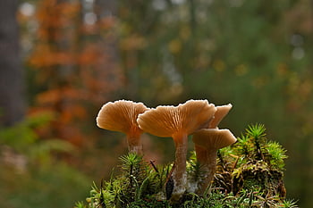 cogumelos, cogumelos lamelares, musgo, outono, natureza, cogumelo da floresta, chão da floresta, fechar-se, Acumulação de cogumelos, chapéu de cogumelo