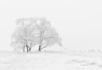 winter landscape, snow-covered trees, bright sky, peaceful scene, white and black, tree illustration, snowy field, winter scene, natural beauty, serene environment, monochrome photography