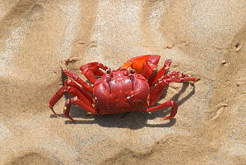 red Crab, red, beach, seafood, crustacean, nature