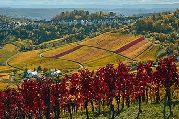 vinice, Malebné údolí, město, Vibrující červené vinné révy, podzimní krajina, Idylické nastavení, scénické krajiny, venkovské scenérie, Barevná pole, vinařské oblasti, sklizně