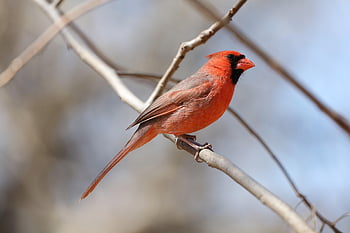 bird, northern Cardinal, ornithology, species, nature, fauna, avian, animal, wildlife, beak, cardinal