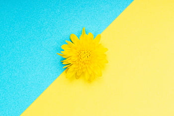 flower, petals, bloom, colorful, design, blooming, nature, wallpaper, texture, flora, hd Wallpaper