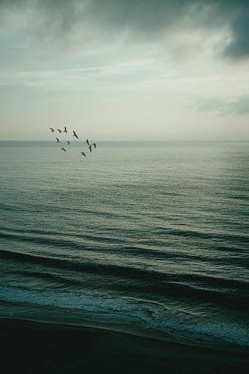 birds flying over sea, coastal scene, seagulls soaring, serene ocean waters, dawn, tranquil beach, ocean waves, coastal landscape, early morning, seagulls in flight, ocean horizon