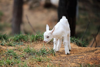 goat, baby, ruminant, grass, pasture, nature, animal, cute, republic Of Korea, fauna